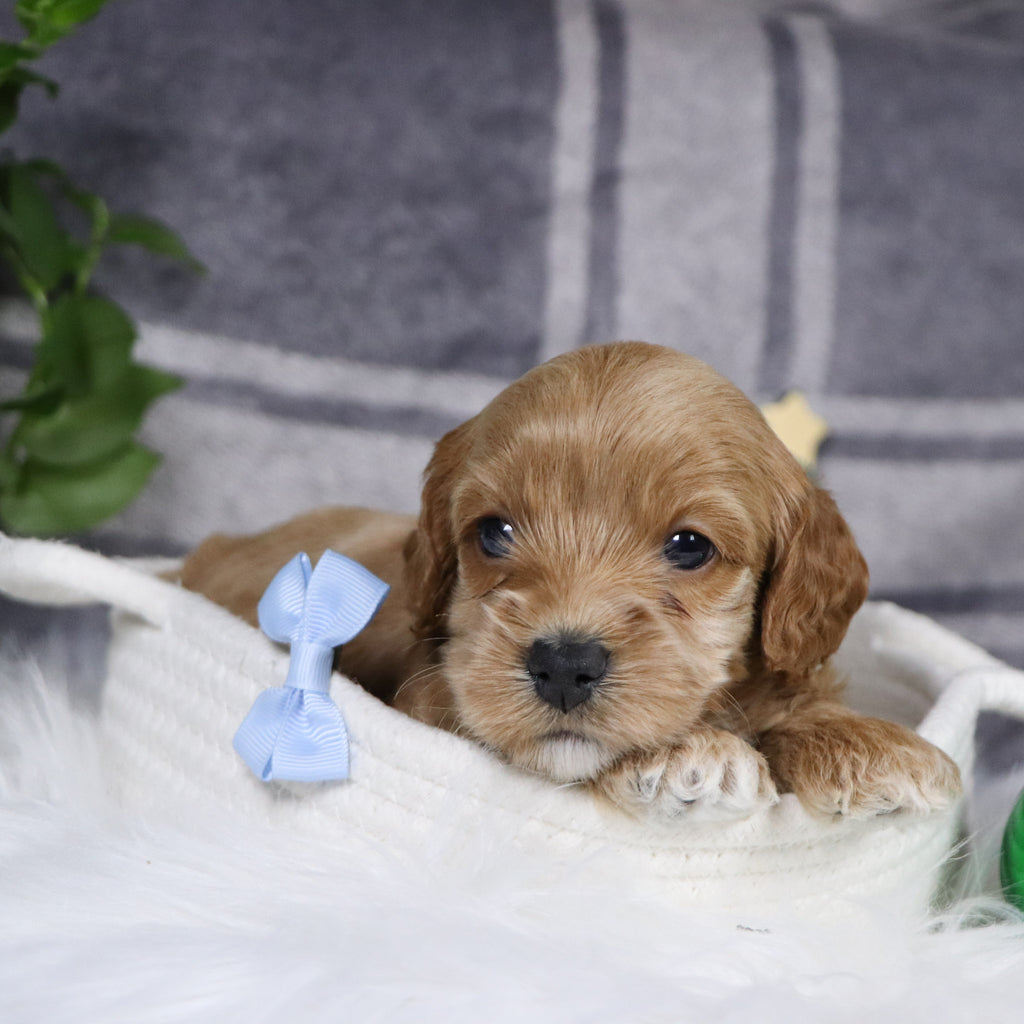 Chandler - Available 1/14