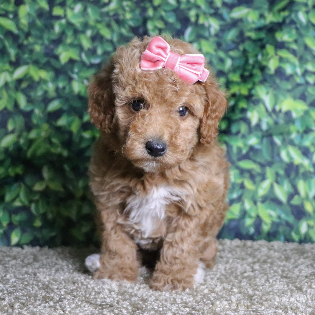 Chandra - Available 12/10