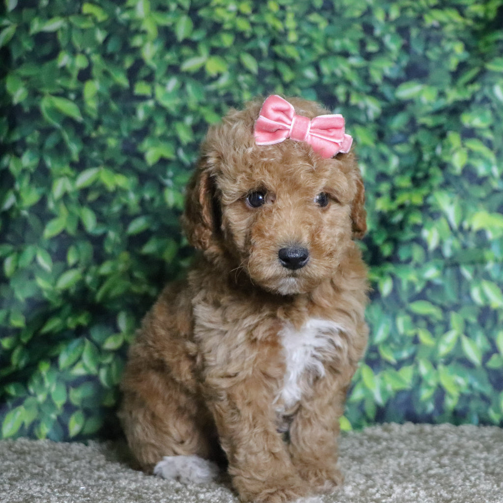 Chandra - Available 12/10