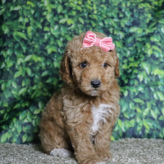 Chandra - Available 12/10