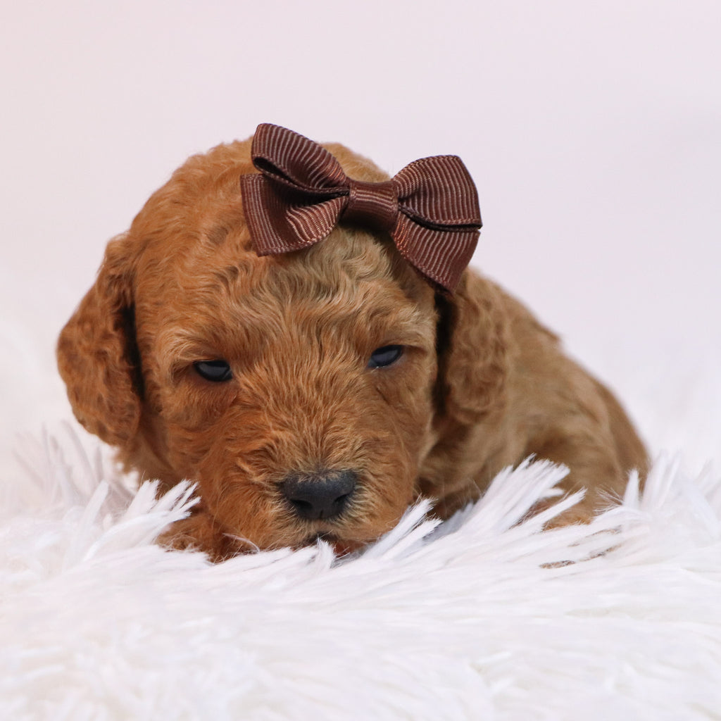 Charla - Available 12/10