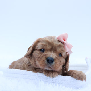 Charlene - Available 7/16