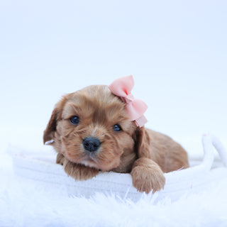 Puppies for sale in Huntington Beach