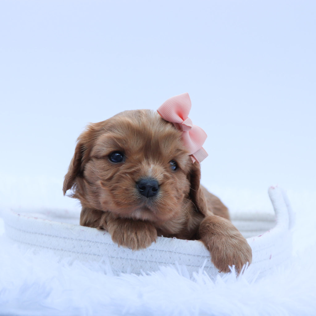Charlene - Available 7/16