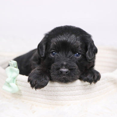 Charles - Available 12/17