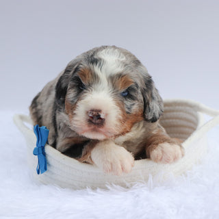 Chase - Available 7/23