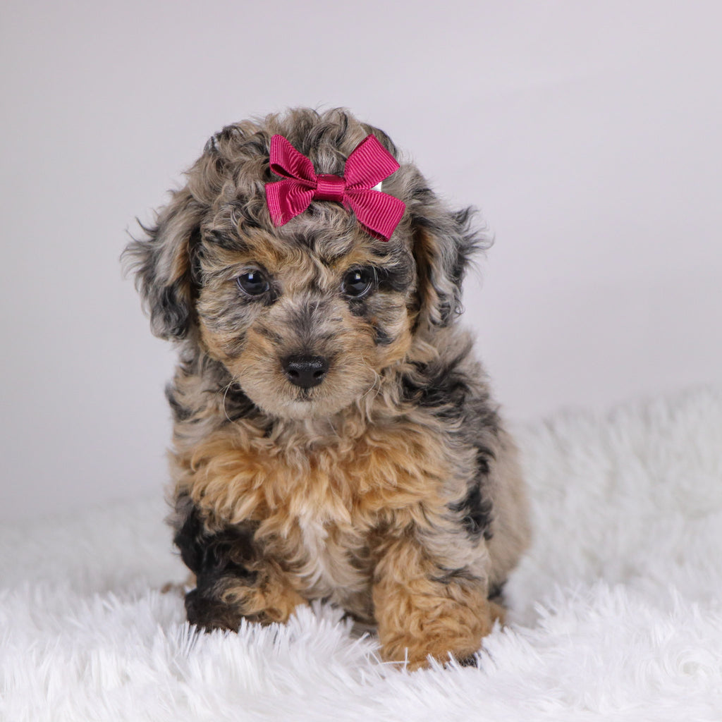 Chastity - Available 11/19