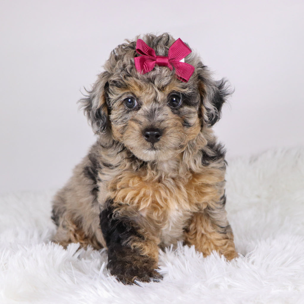 Chastity - Available 11/19