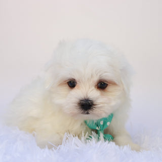 Cheddar - Available 9/24
