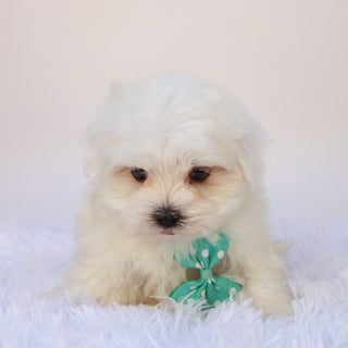 Cheddar - Available 9/24