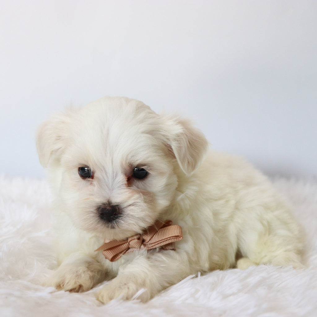 Chester - Available 8/20