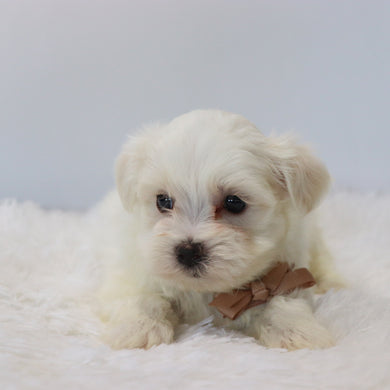 Chester - Available 8/27