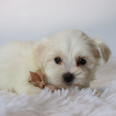Chester - Available 8/27