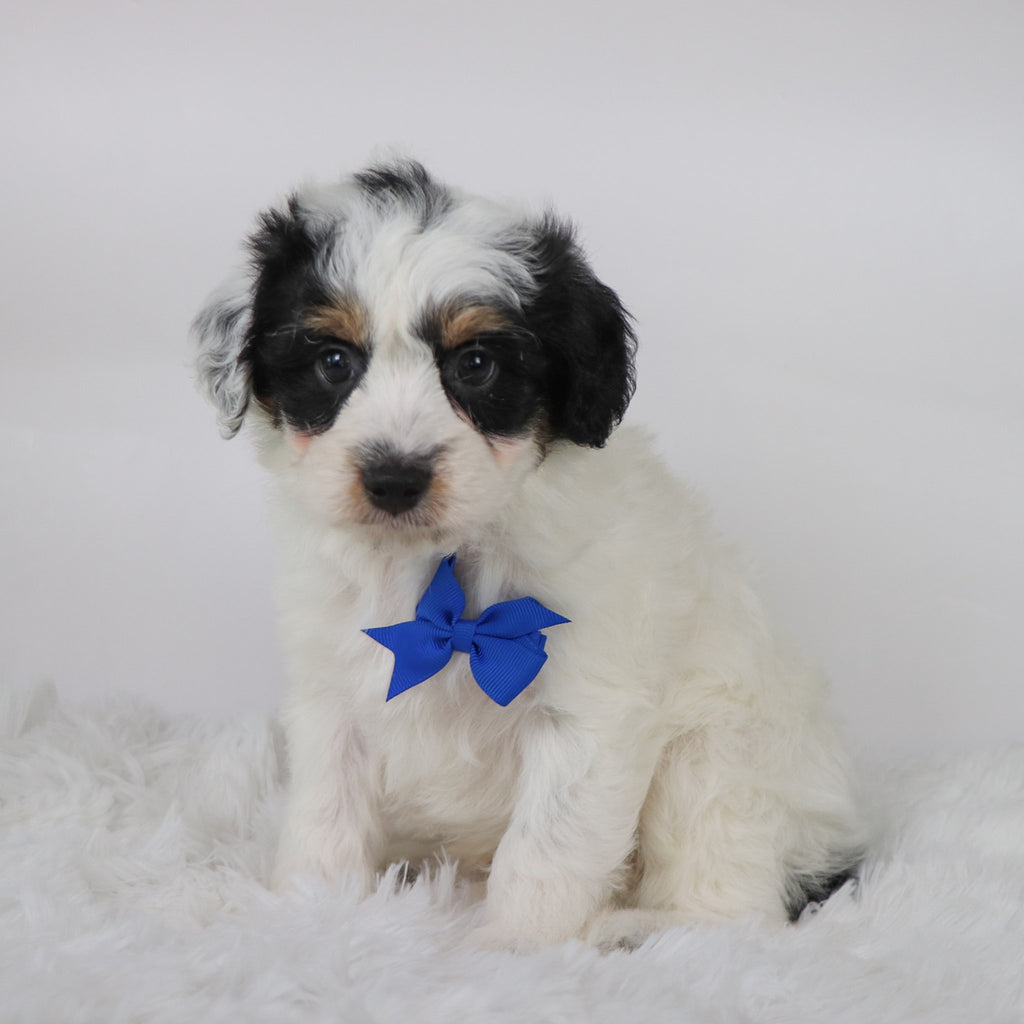 Chex - Available 10/15