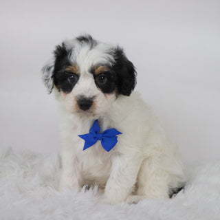 Chex - Available 10/15