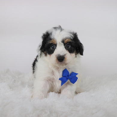 Chex - Available 10/15