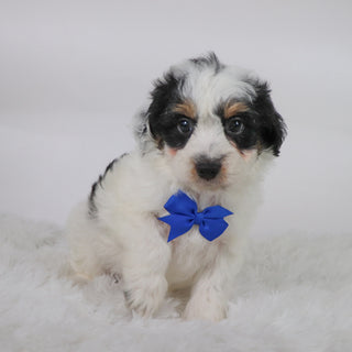 Chex - Available 10/15
