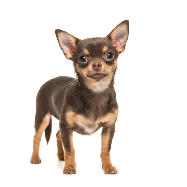 Chihuahua