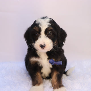 Chipper - Available 9/24