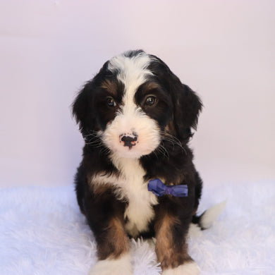 Chipper - Available 9/24