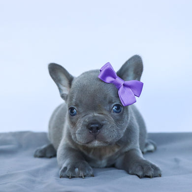 Chloe - Available 9/10