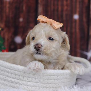 Christina - Available 12/31