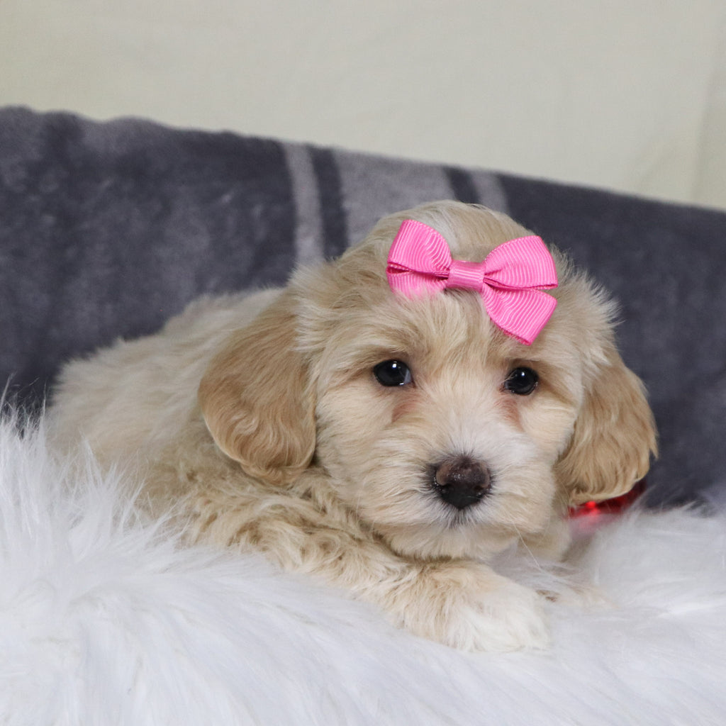 Christina - Available 12/31