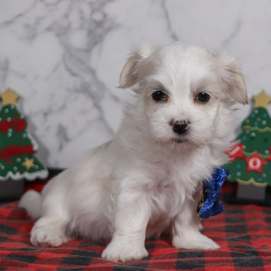 Clark - Available 12/31