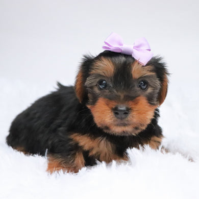 Claudia - Available 11/5