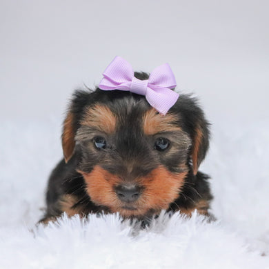 Claudia - Available 11/5
