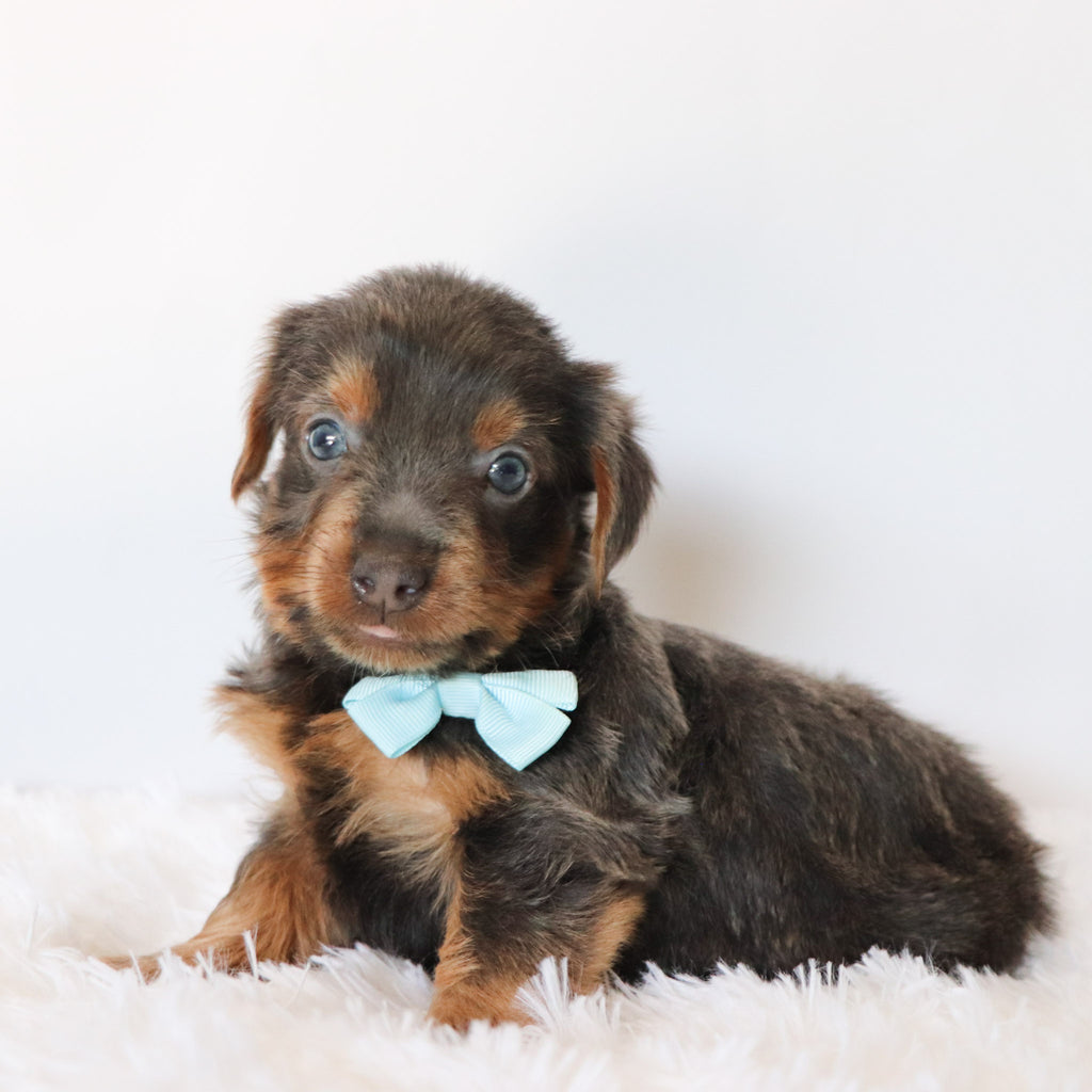 Clayton - Available 8/20