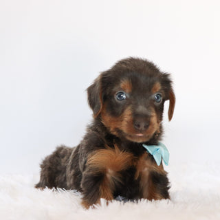 Clayton - Available 8/20
