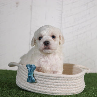 puppies for sale in Chapel Hill