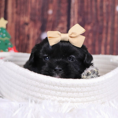 Cocoa - Available 12/31