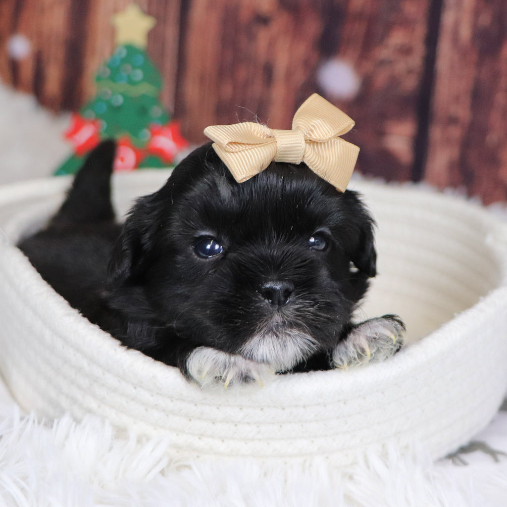 Cocoa - Available 12/31