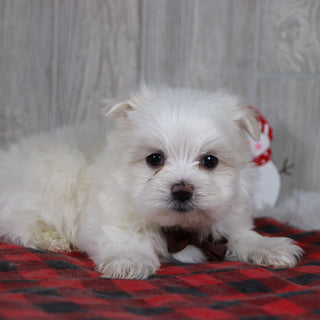 Cody - Available 12/31