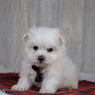 Cody - Available 12/31