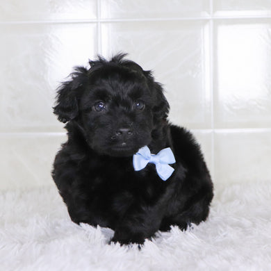 Colby - Available Now