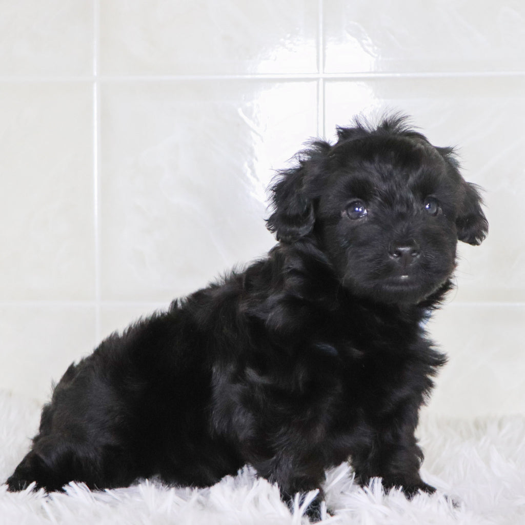 Colby - Available Now