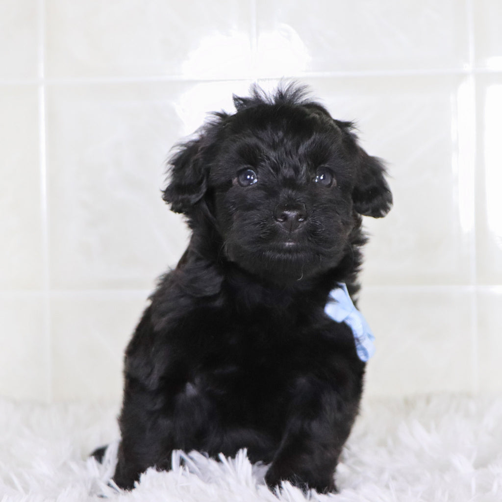 Colby - Available Now