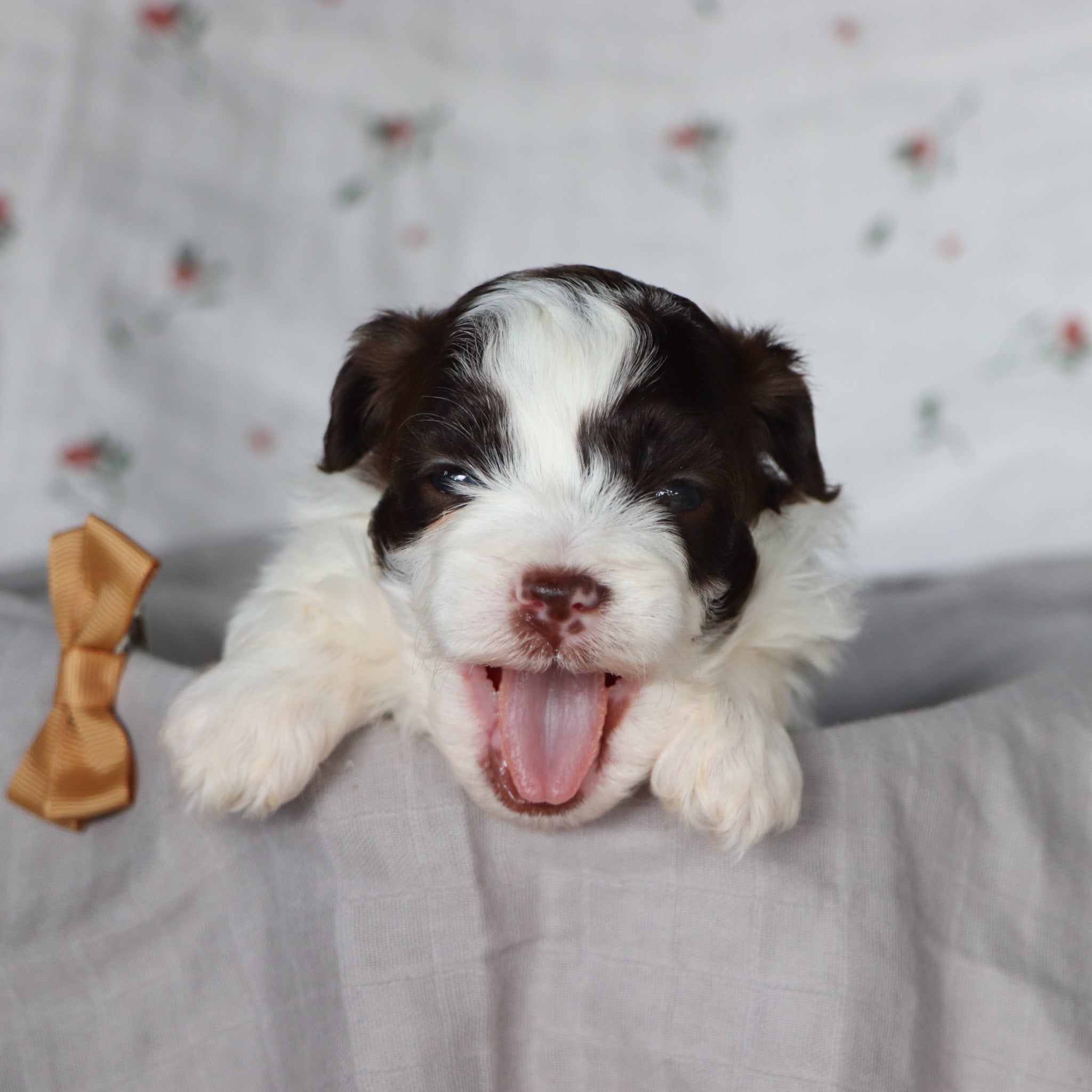 Why choose Happytail Puppies