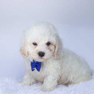 Colin - Available 9/10