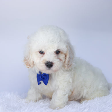 Colin - Available 9/10
