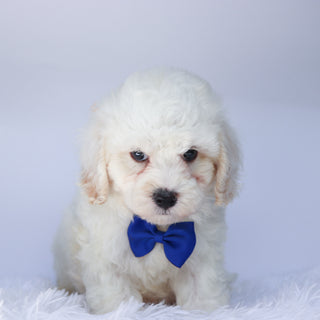 Colin - Available 9/10
