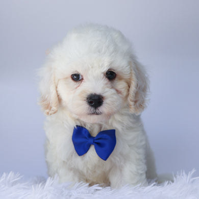 Colin - Available 9/10