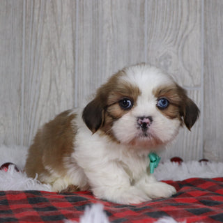 Colin - Available 12/17