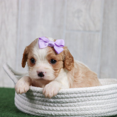 Connie - Available 6/26