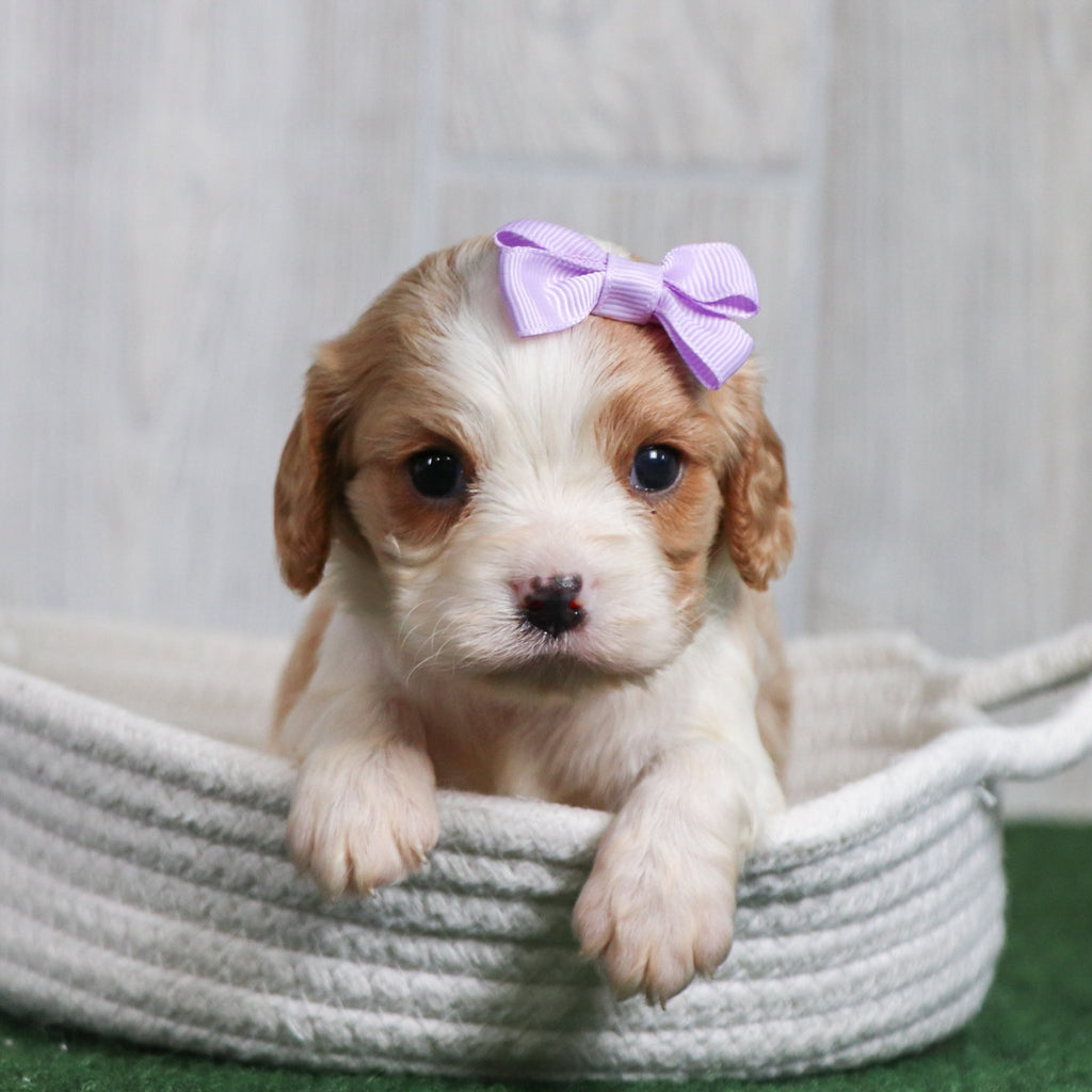 Connie - Available 6/26