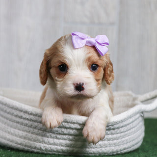 Connie - Available 6/26