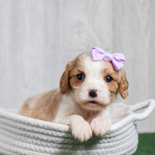 Connie - Available 6/26
